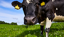 Clover ads protein to your livestock and nitrogen to your soil